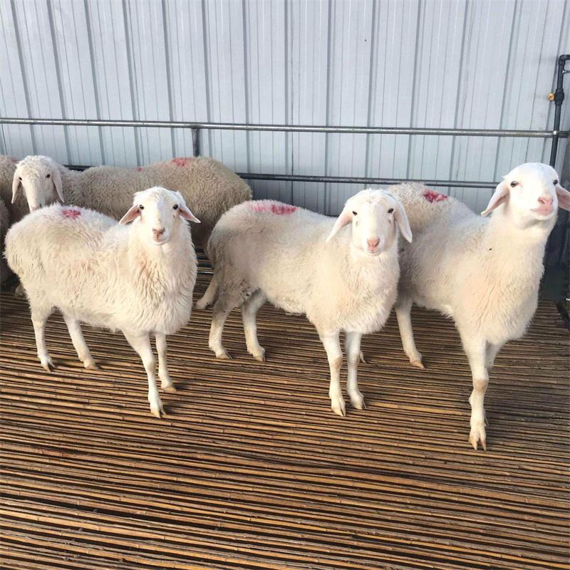 小尾寒羊養殖的成功案例與經驗分享